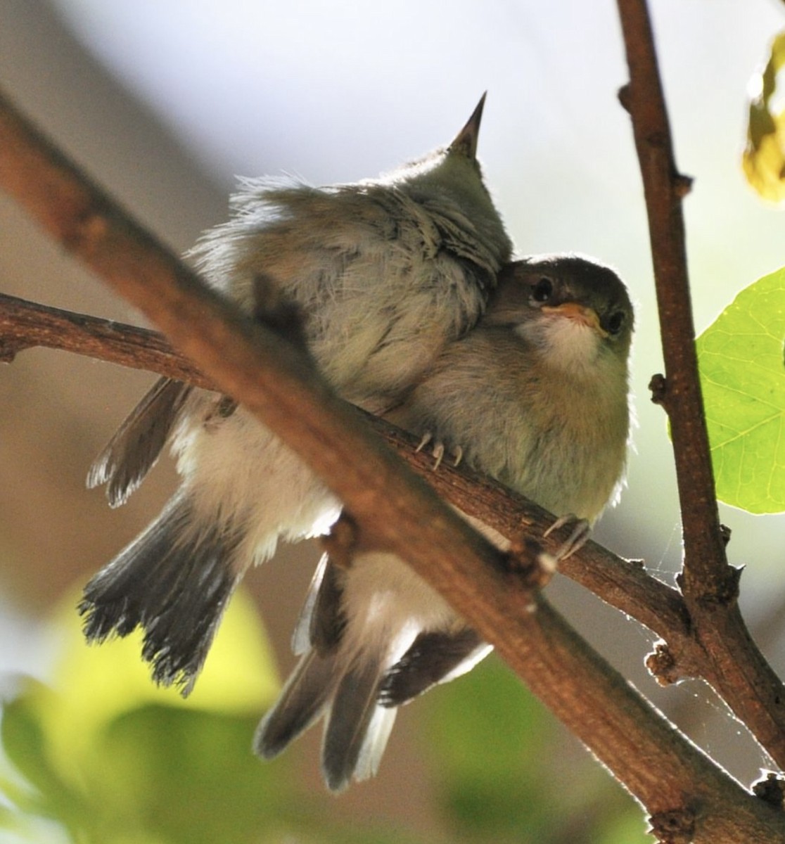 Reunion Gray White-eye - Fabio Fercher