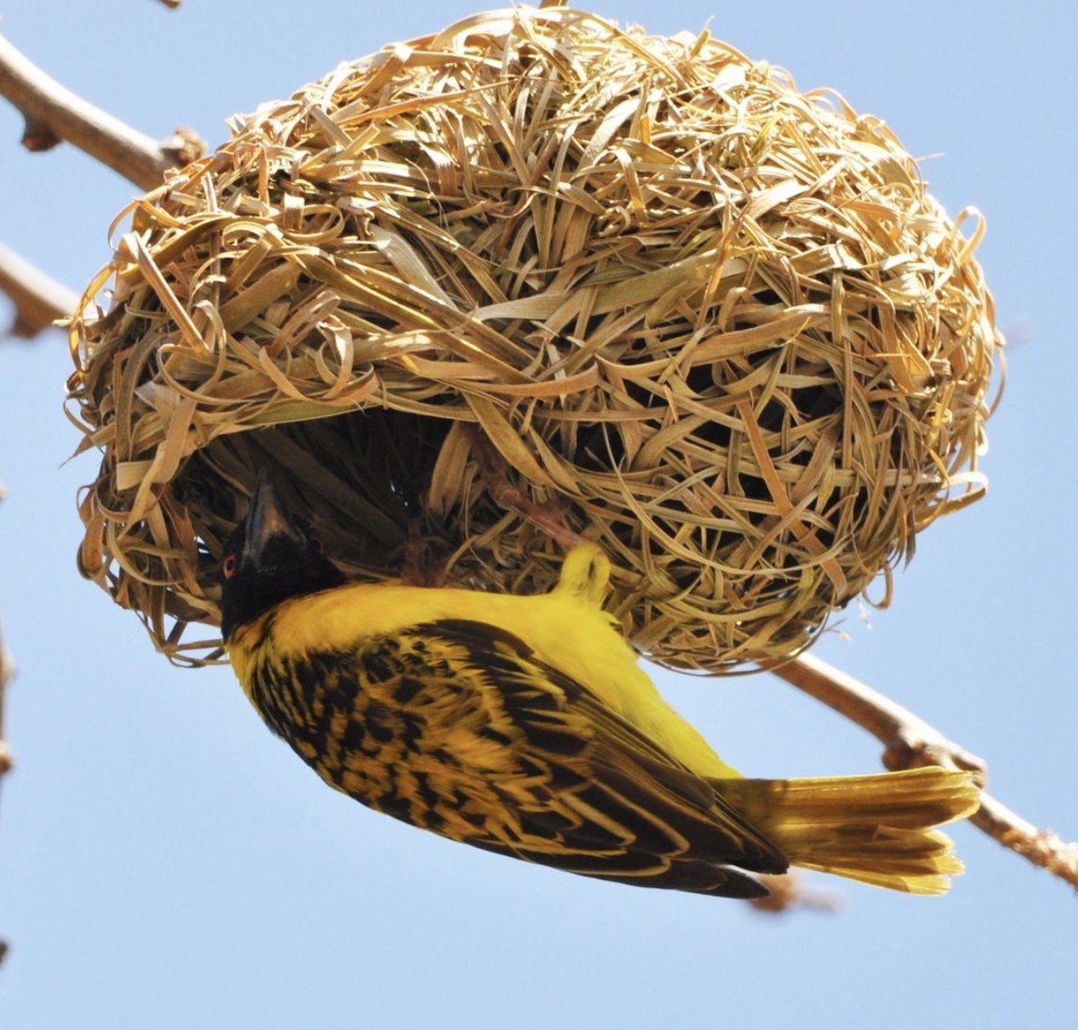 Village Weaver - Fabio Fercher