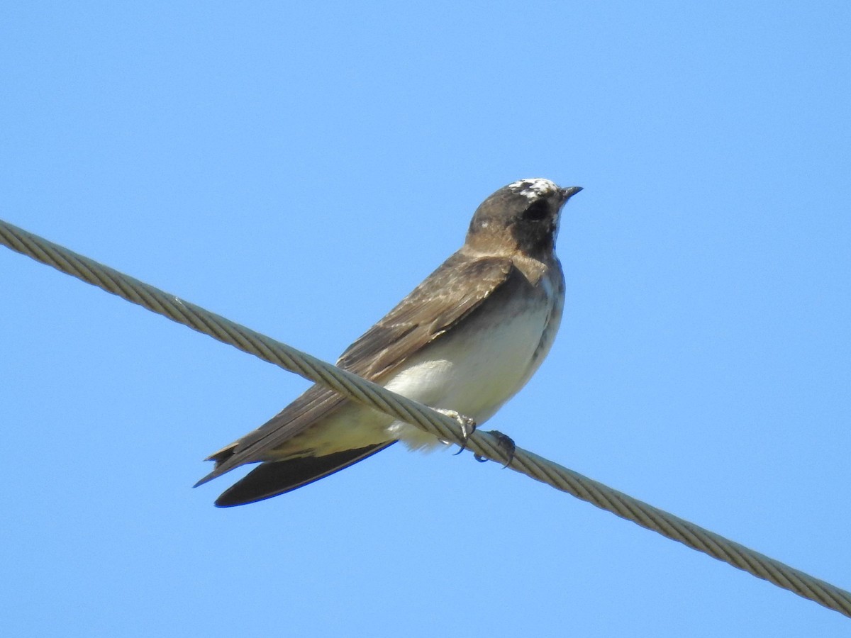 Cliff Swallow - ML608798800