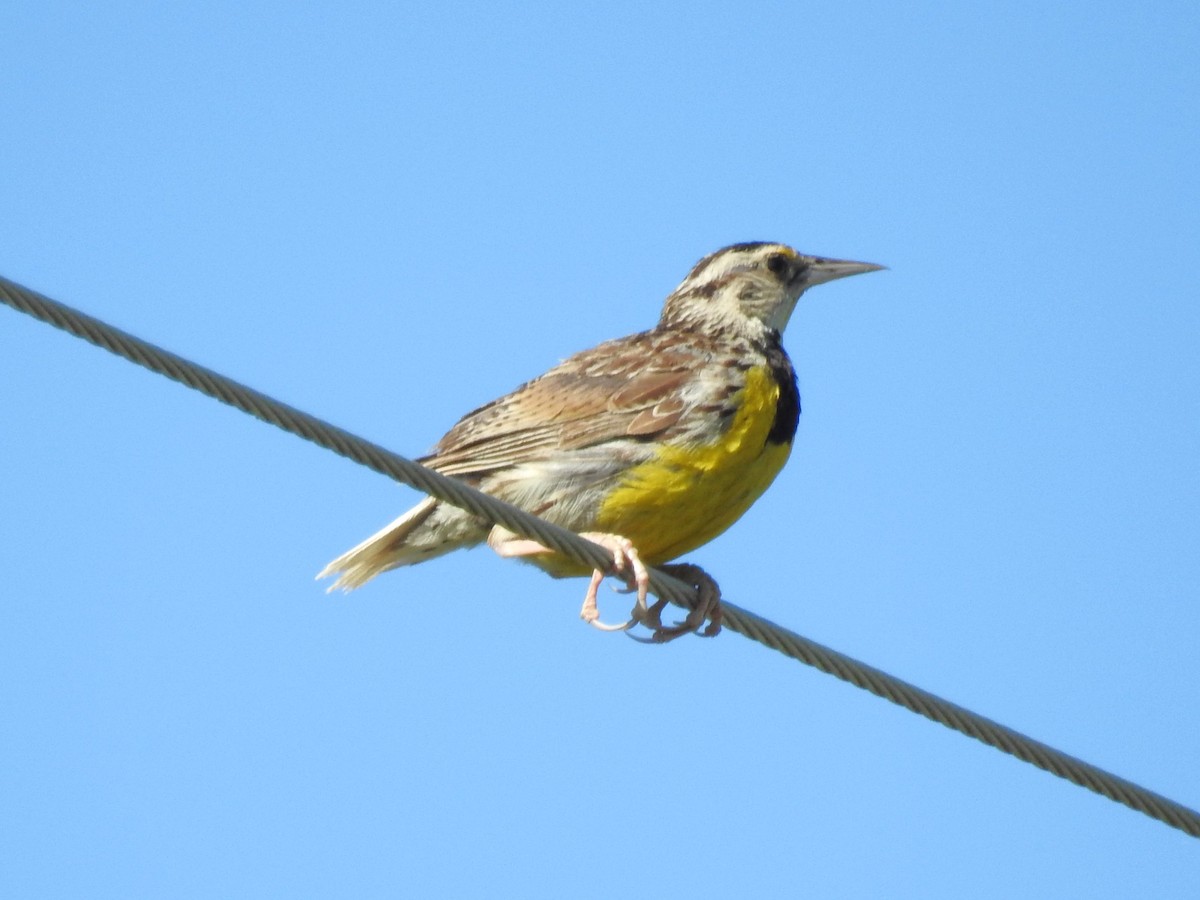 Eastern Meadowlark - Roger Massey