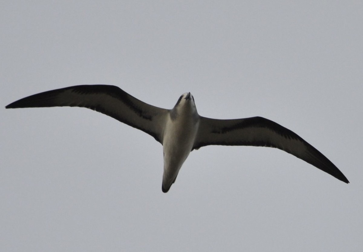 Barau's Petrel - ML608798857