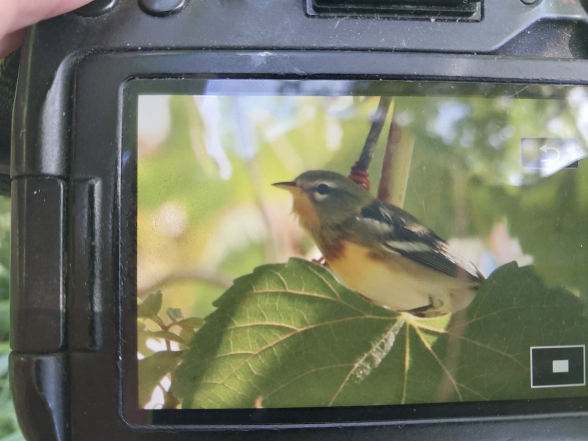 Northern Parula - Matthew Forster