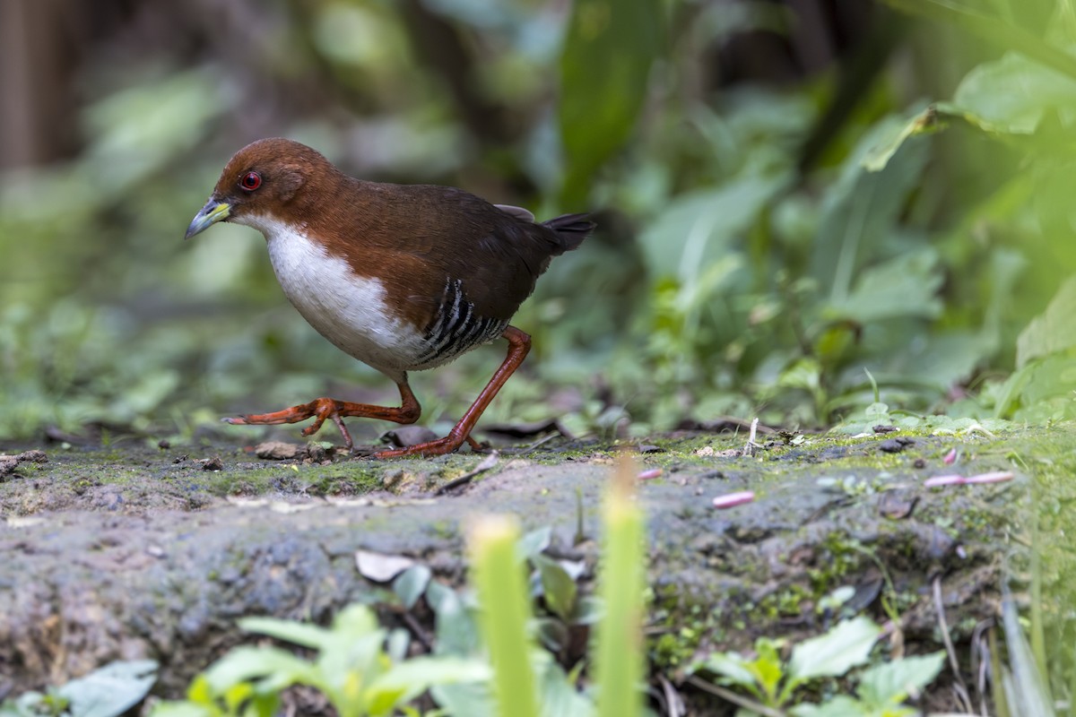 Red-and-white Crake - Thelma Gátuzzô