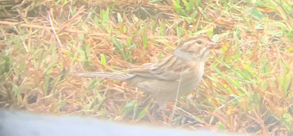 Clay-colored Sparrow - ML608798912