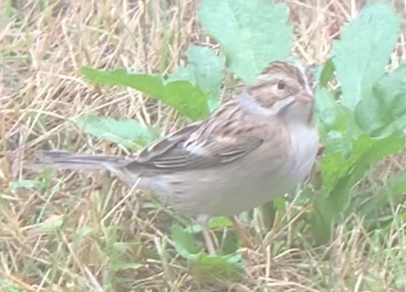 Clay-colored Sparrow - ML608798913