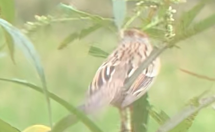 Clay-colored Sparrow - ML608798914