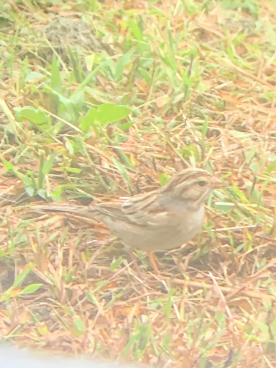Clay-colored Sparrow - ML608798915