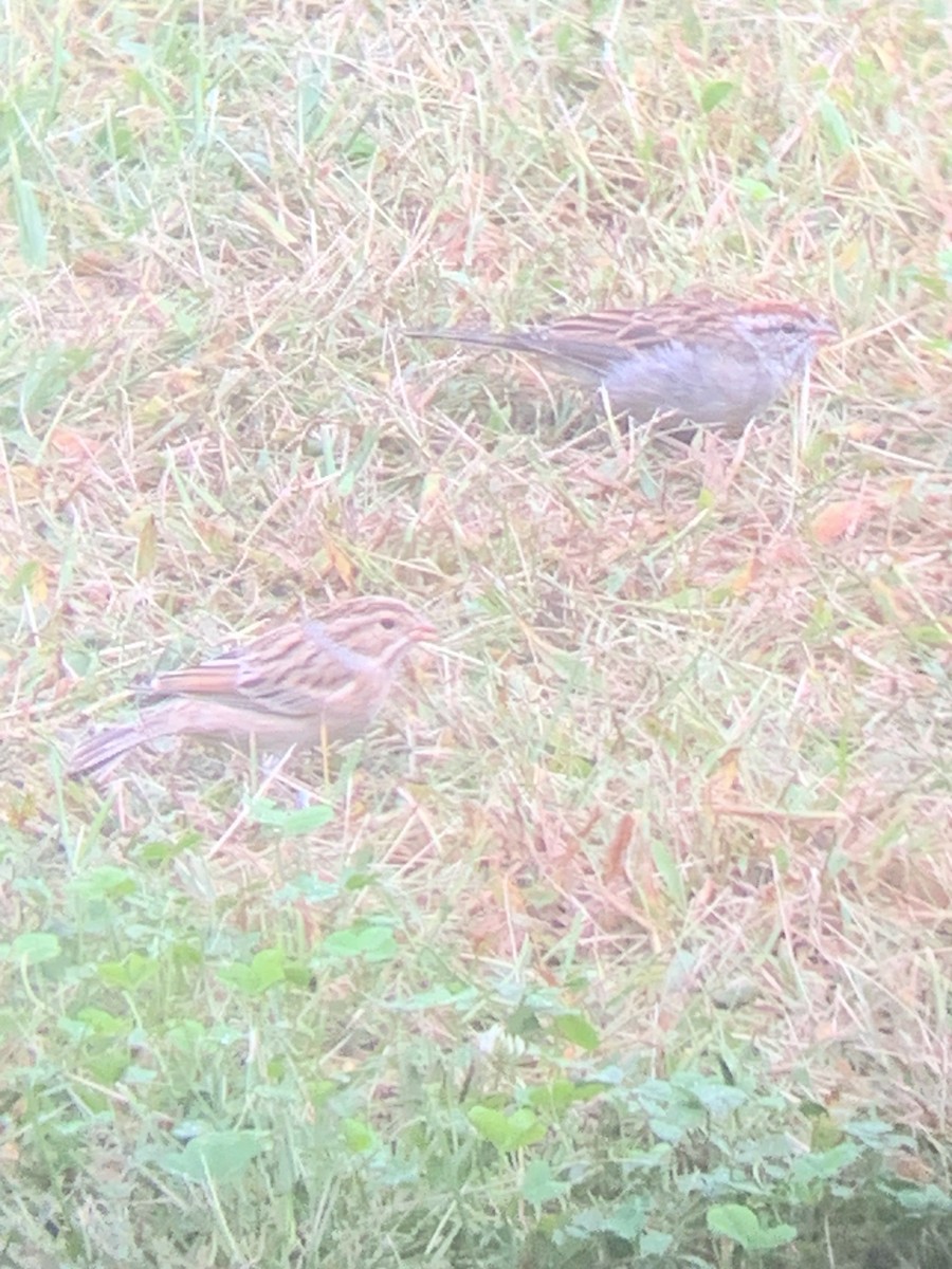 Clay-colored Sparrow - ML608798916