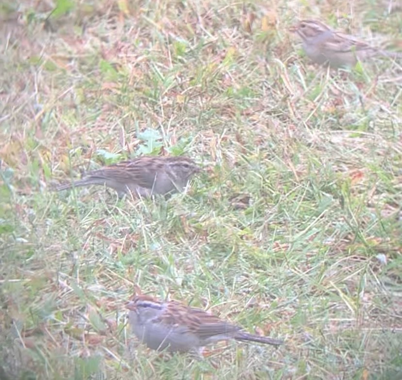 Clay-colored Sparrow - ML608798917