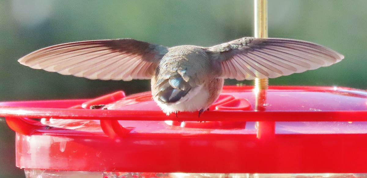 Calliope Hummingbird - ML608798929