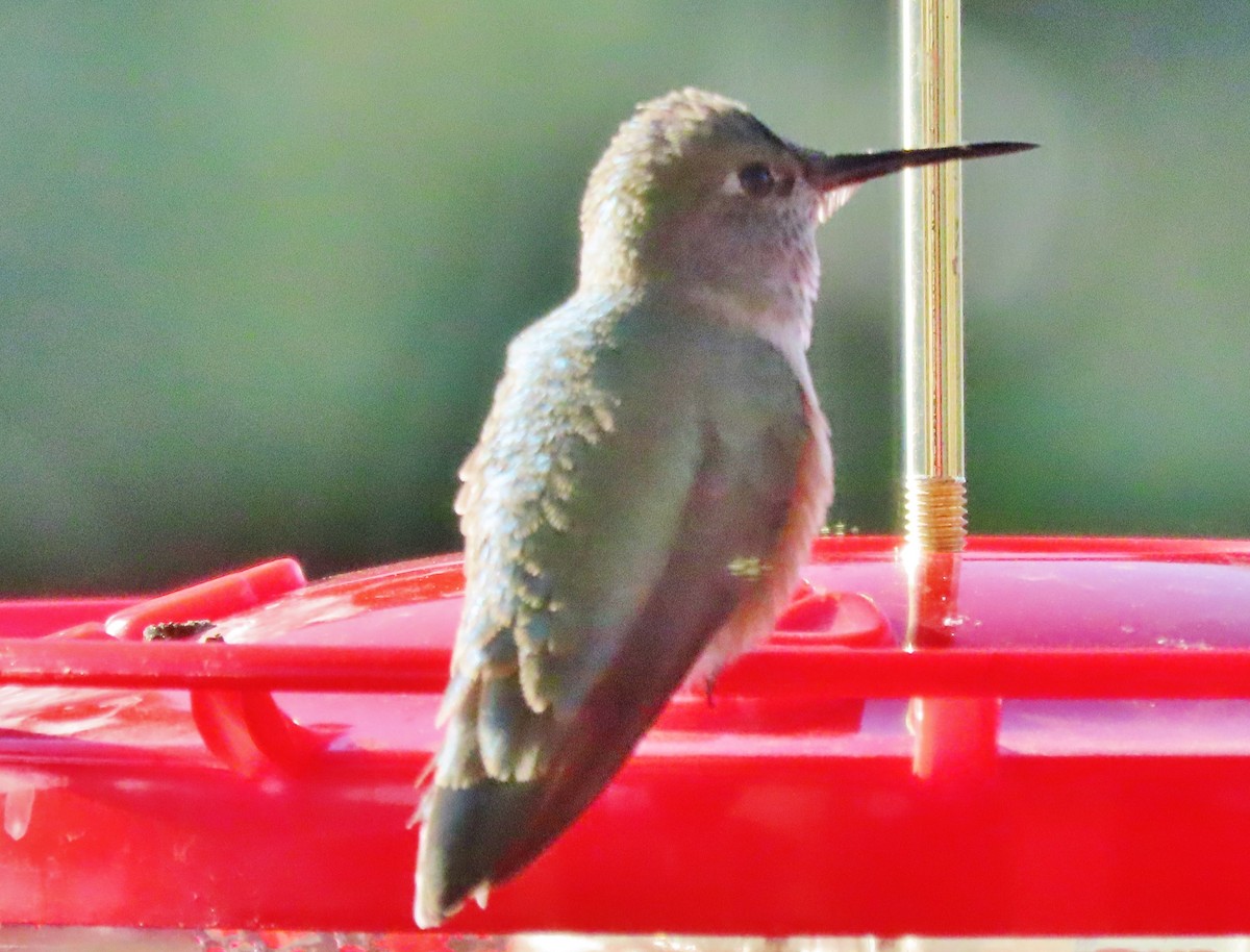 Calliope Hummingbird - peter weber