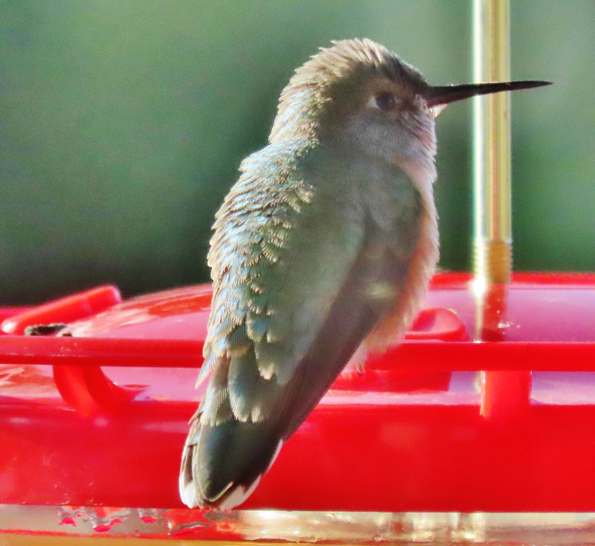 Calliope Hummingbird - ML608798946