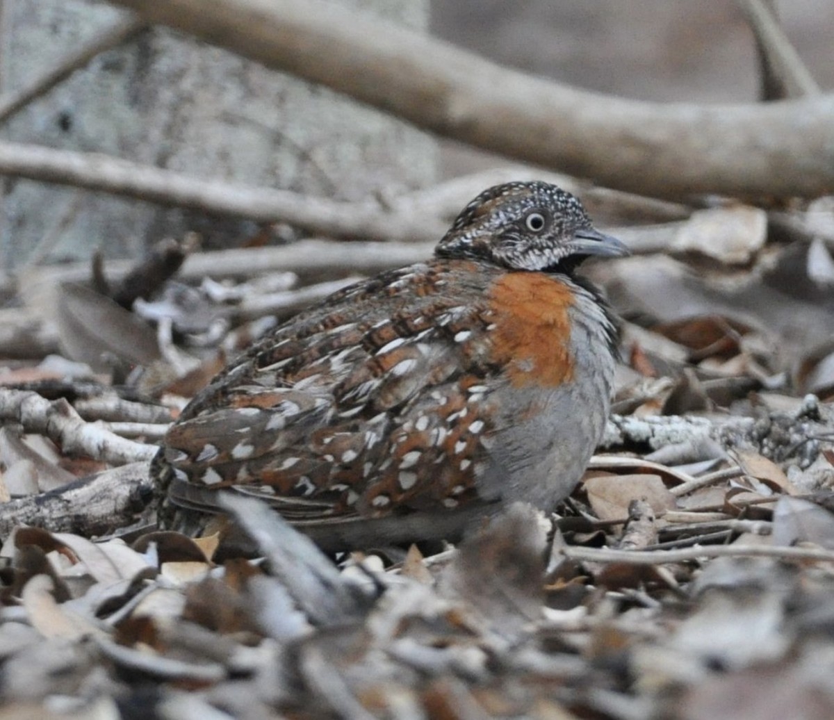 Madagascar Buttonquail - ML608798993