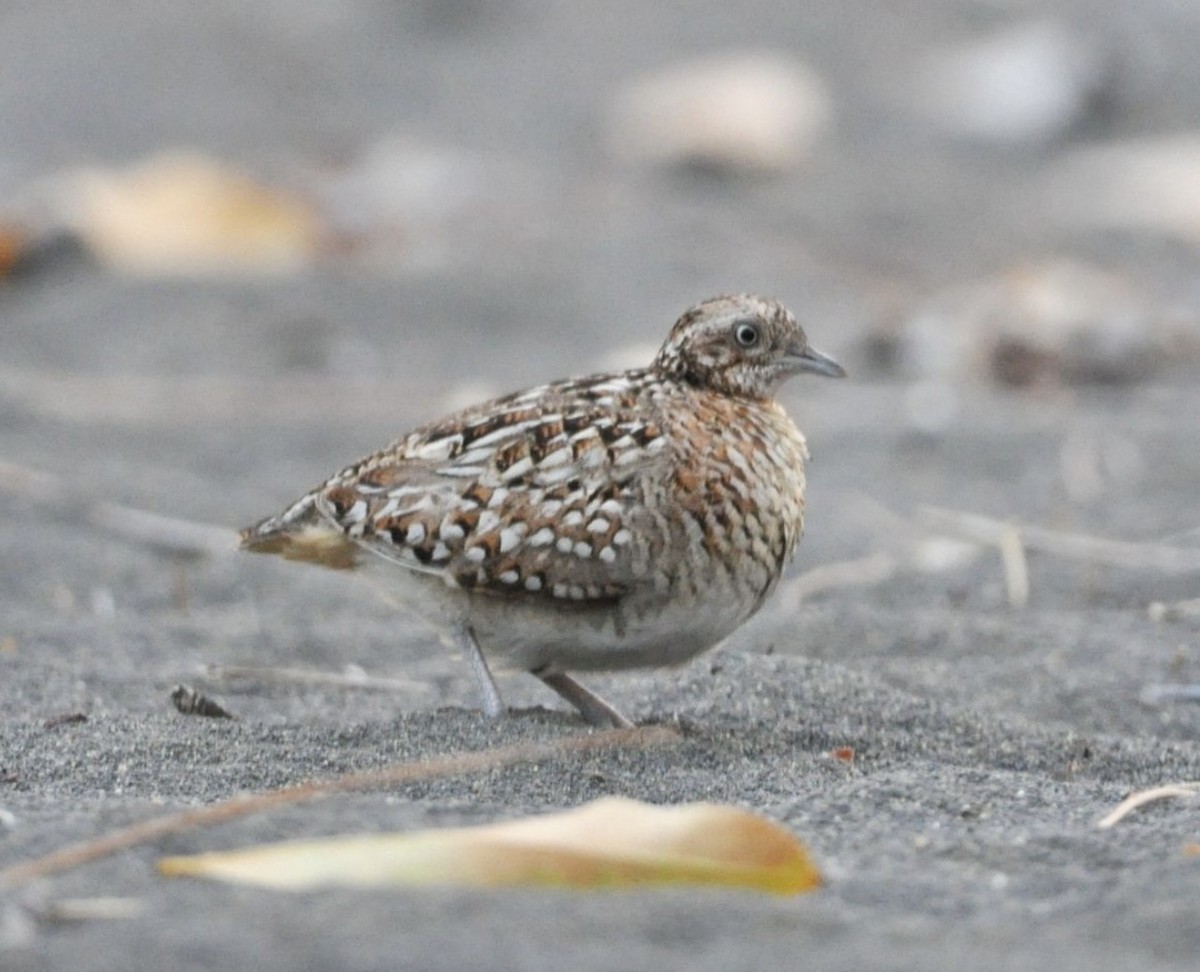 Madagascar Buttonquail - ML608798994