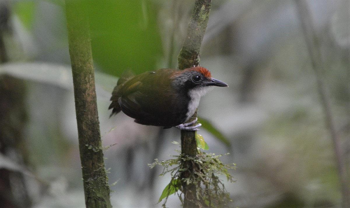 Bicolored Antbird - Ana Vanegas