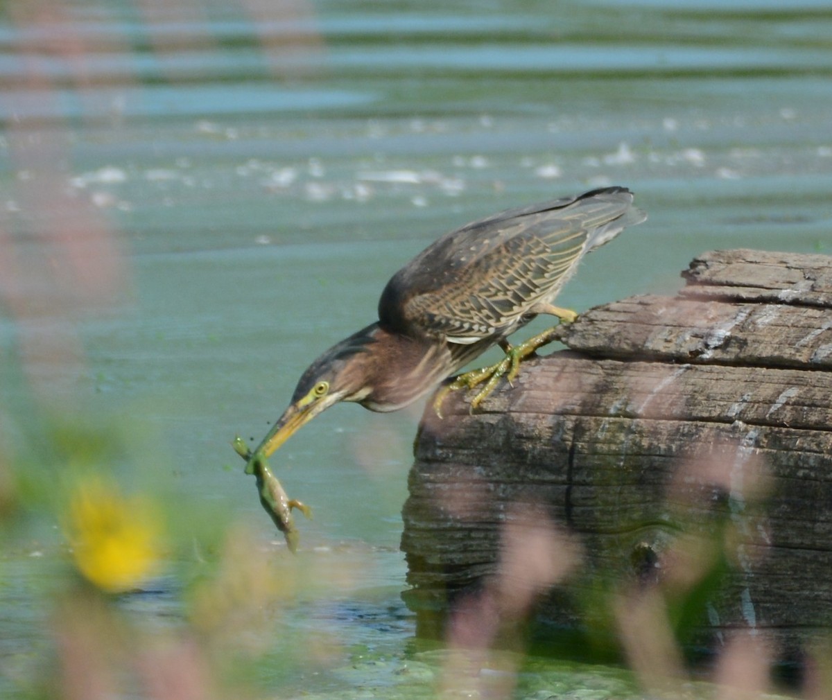 Green Heron - Cathy Pasterczyk