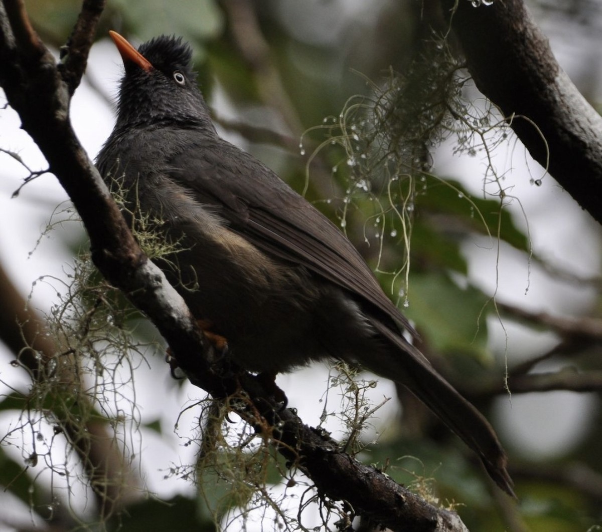 Bulbul de Reunión - ML608799065