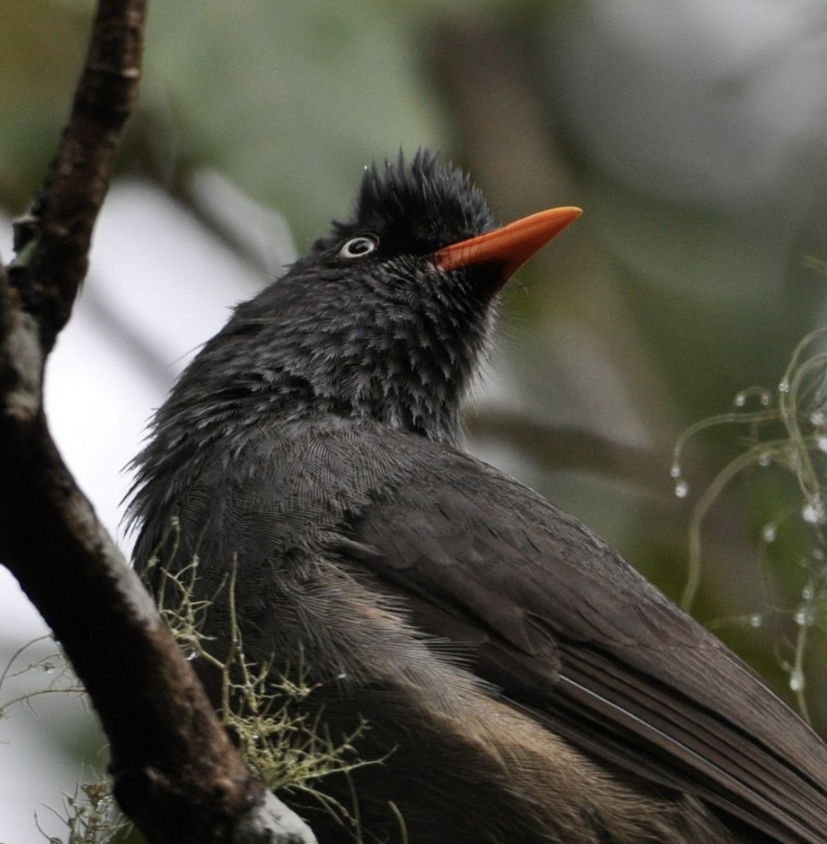 Bulbul de Reunión - ML608799066