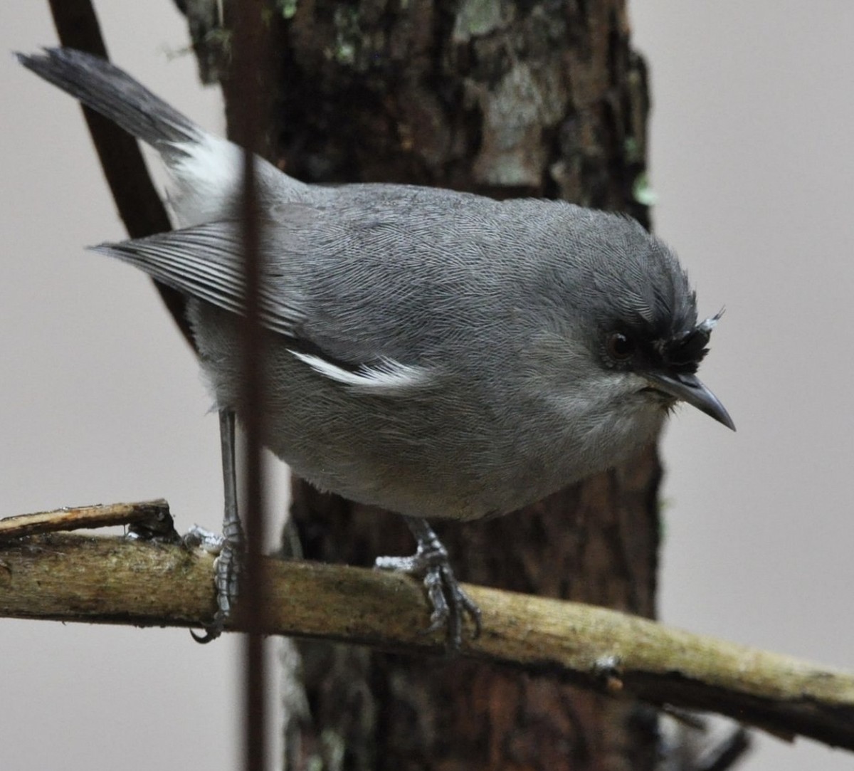 Réunion-Graubrillenvogel - ML608799078