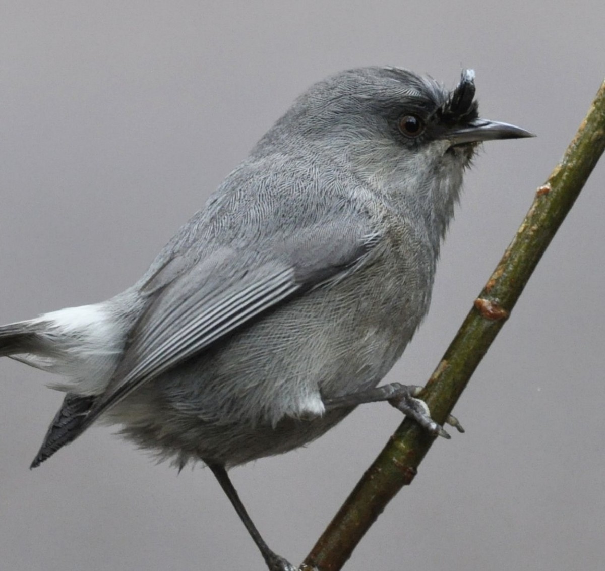 Réunion-Graubrillenvogel - ML608799079