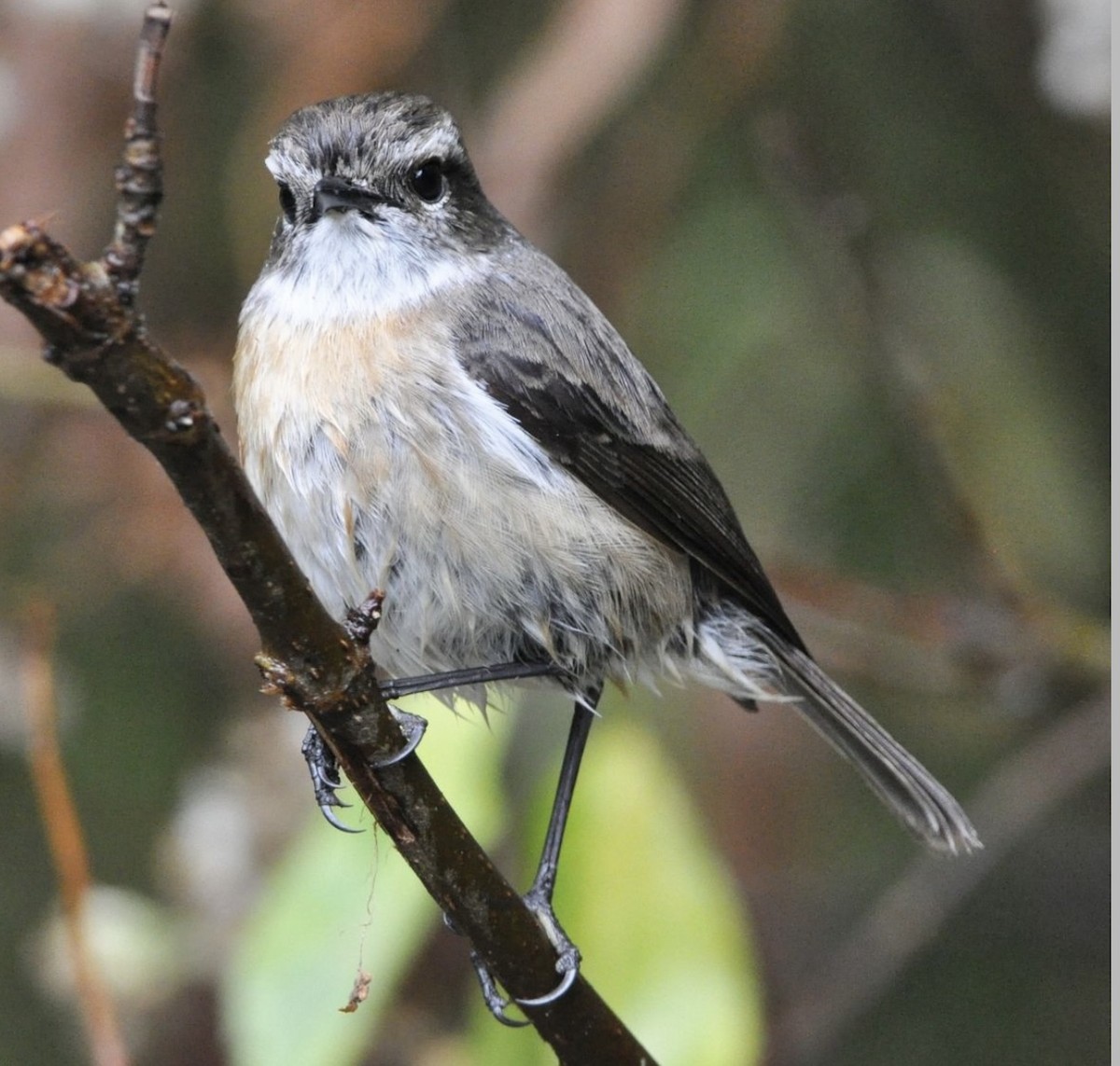 Reunion Stonechat - Fabio Fercher