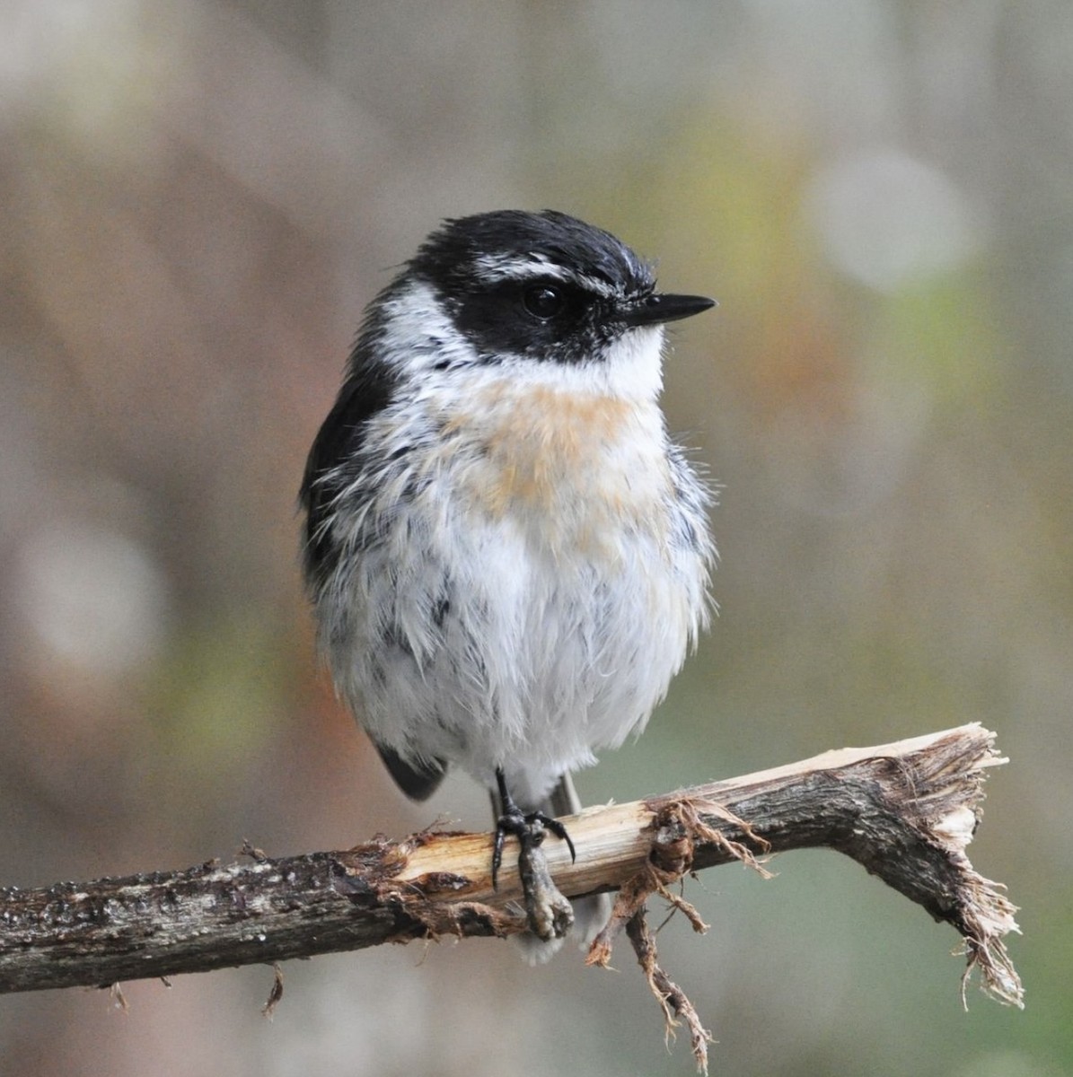 Reunion Stonechat - ML608799087