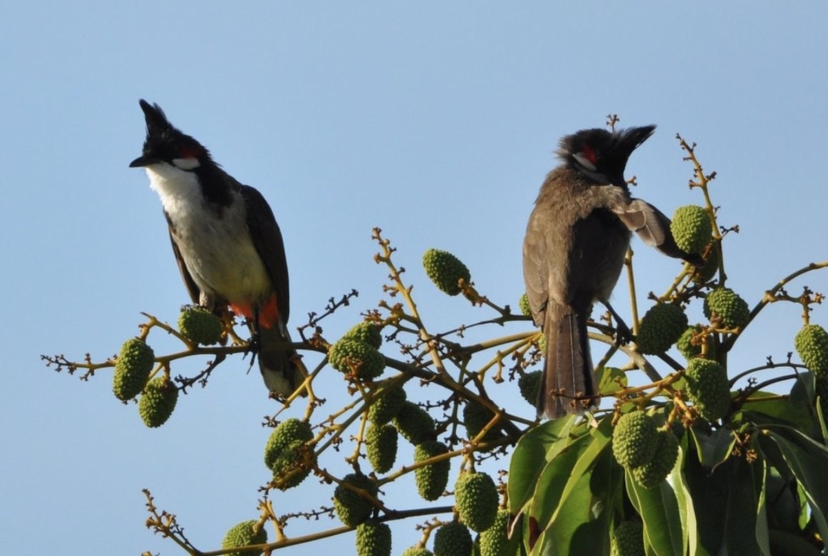 Red-whiskered Bulbul - ML608799234