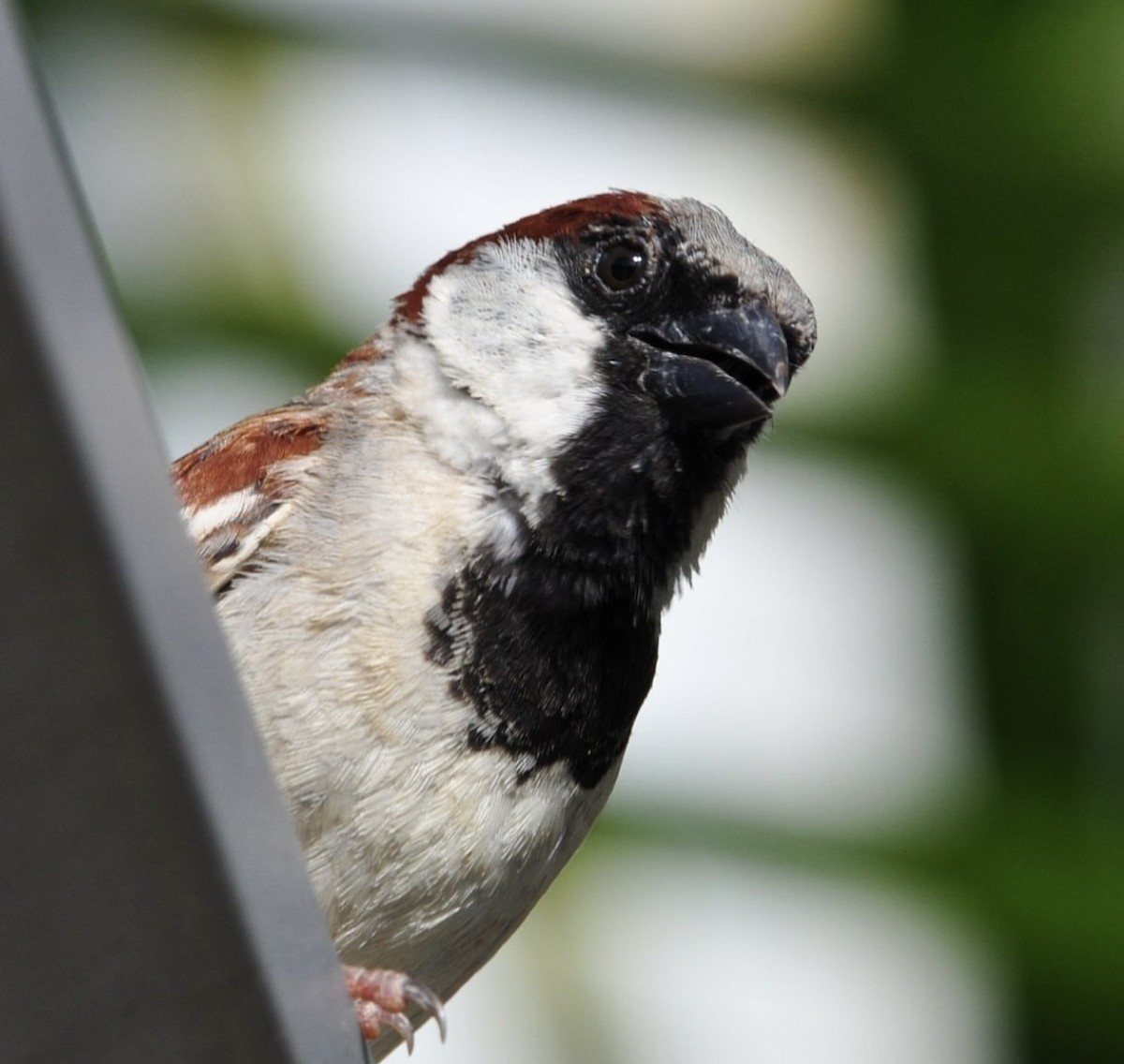 Оронгийн бор шувуу - ML608799253