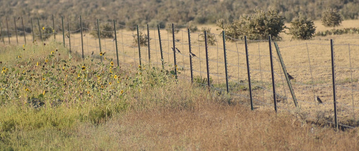 Sage Thrasher - ML608799580