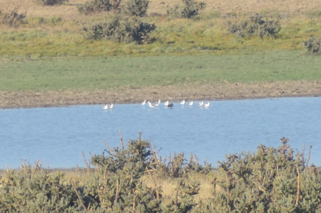 American Avocet - ML608799583