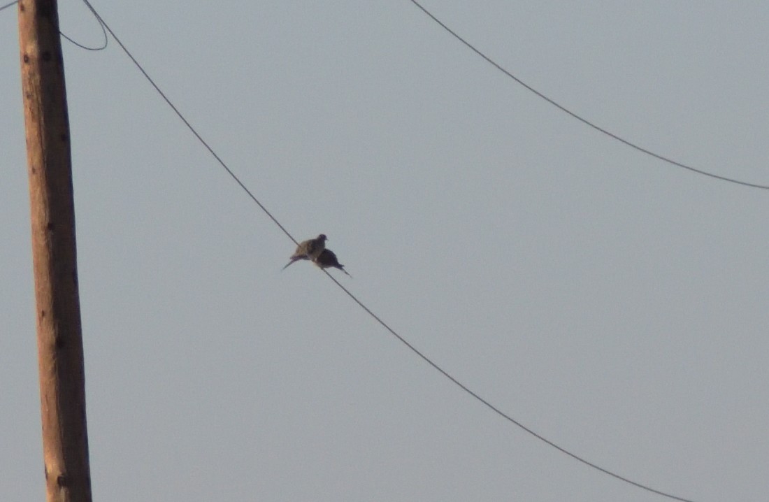 Mourning Dove - ML608799584