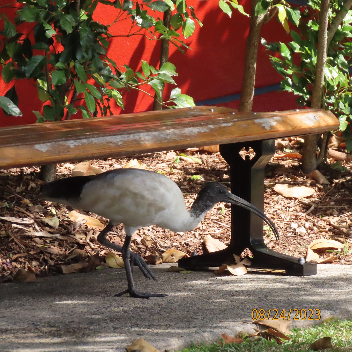 Australian Ibis - ML608799602