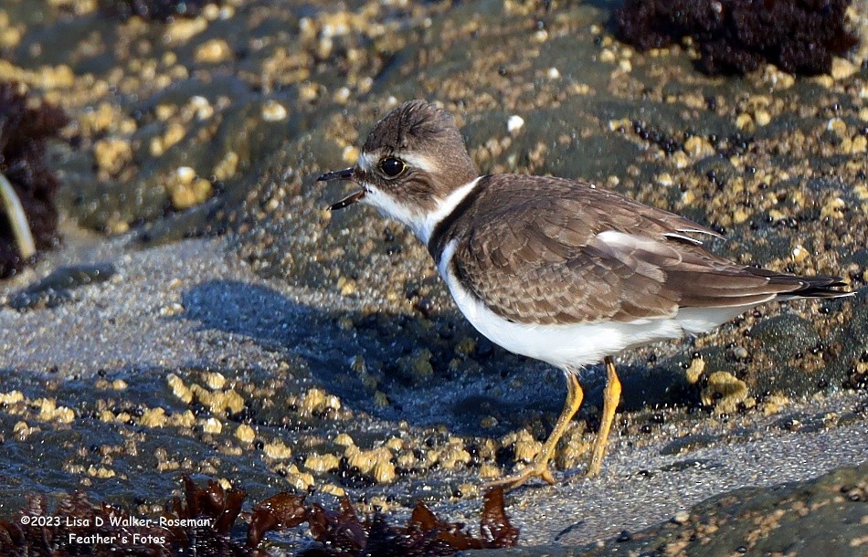Semipalmated Plover - ML608799616