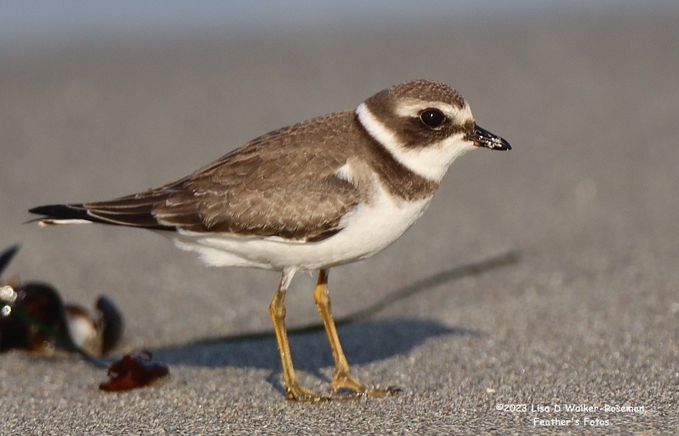 Semipalmated Plover - ML608799622