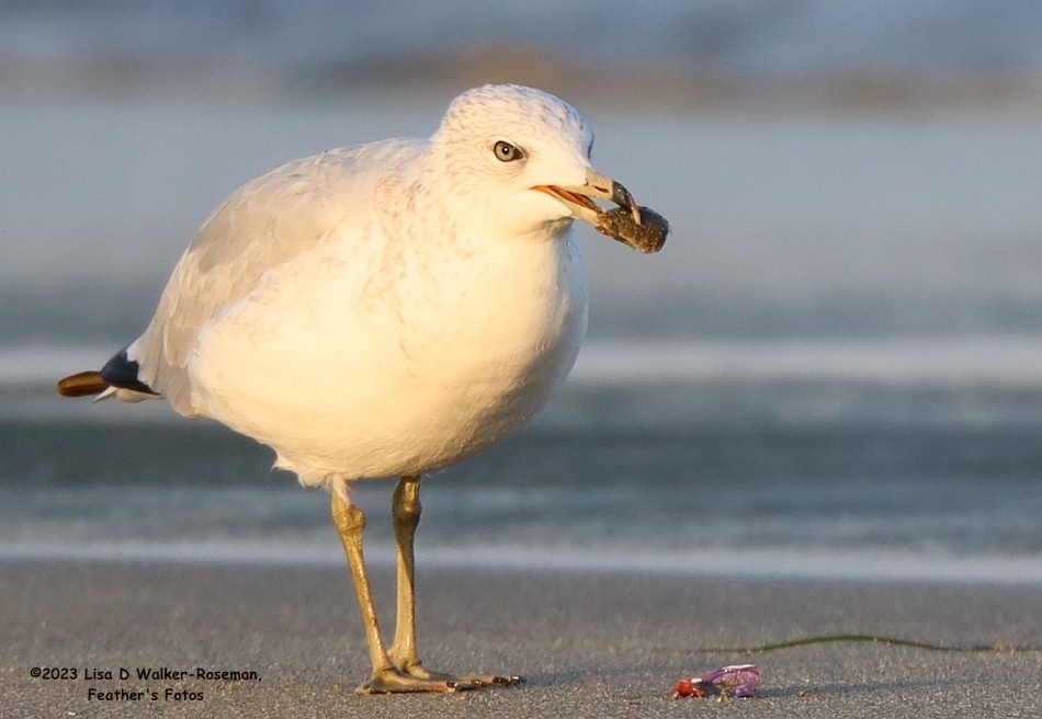 Ring-billed Gull - ML608799706