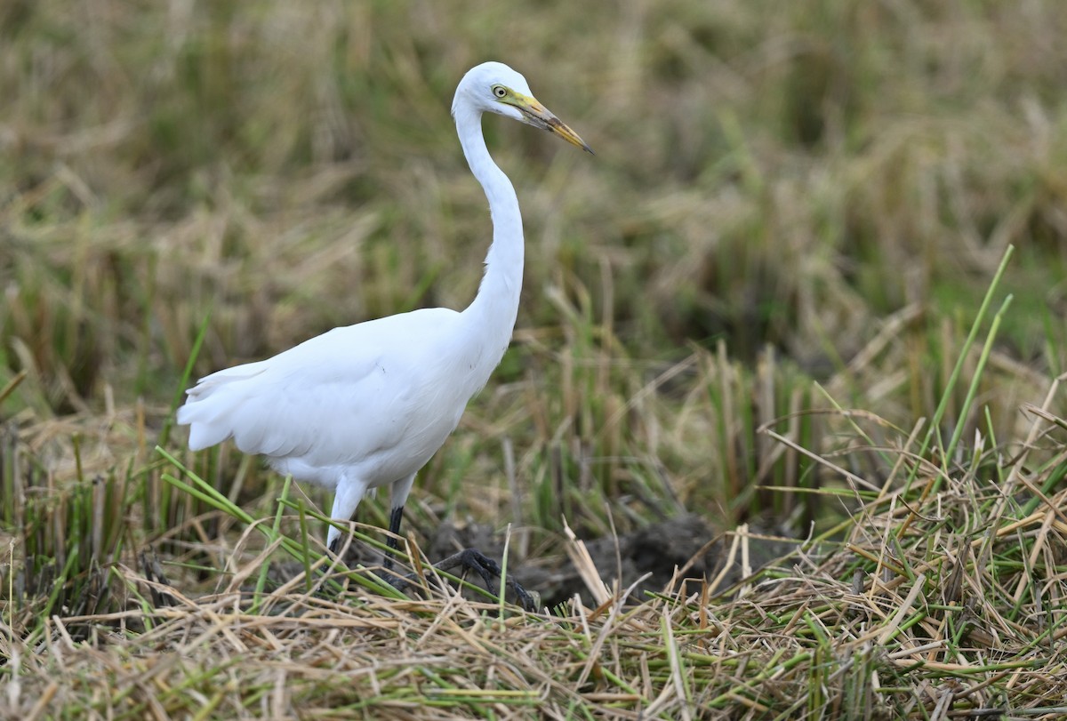 Medium Egret - ML608799709