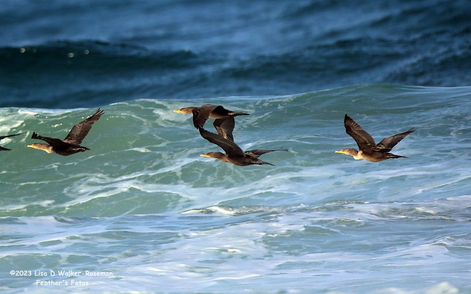 Double-crested Cormorant - Lisa Walker-Roseman