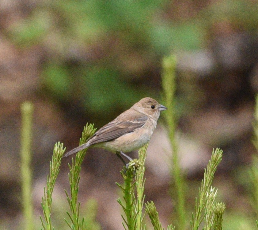 Indigo Bunting - Wendy Hill