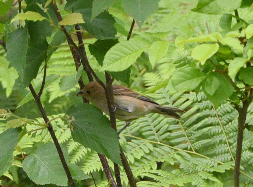 Indigo Bunting - ML608799865