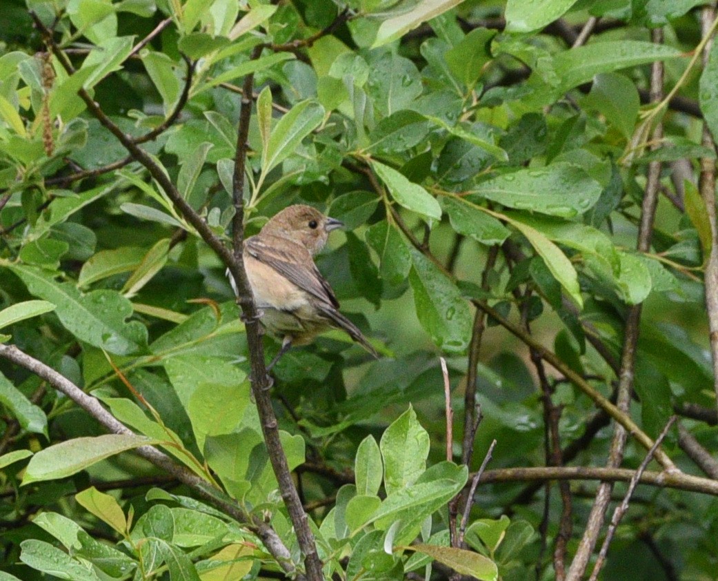 Indigo Bunting - Wendy Hill