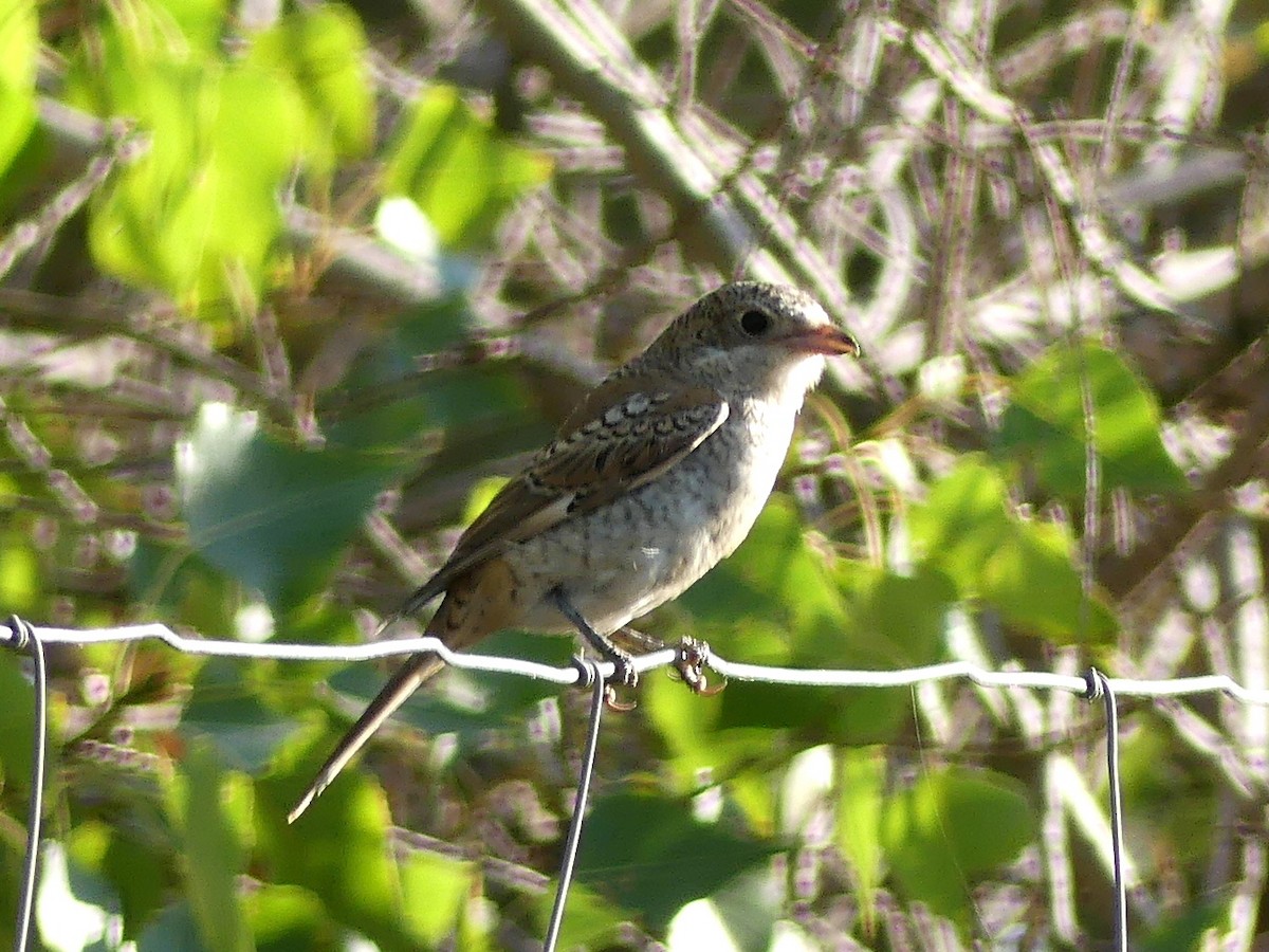 Woodchat Shrike - ML608799929