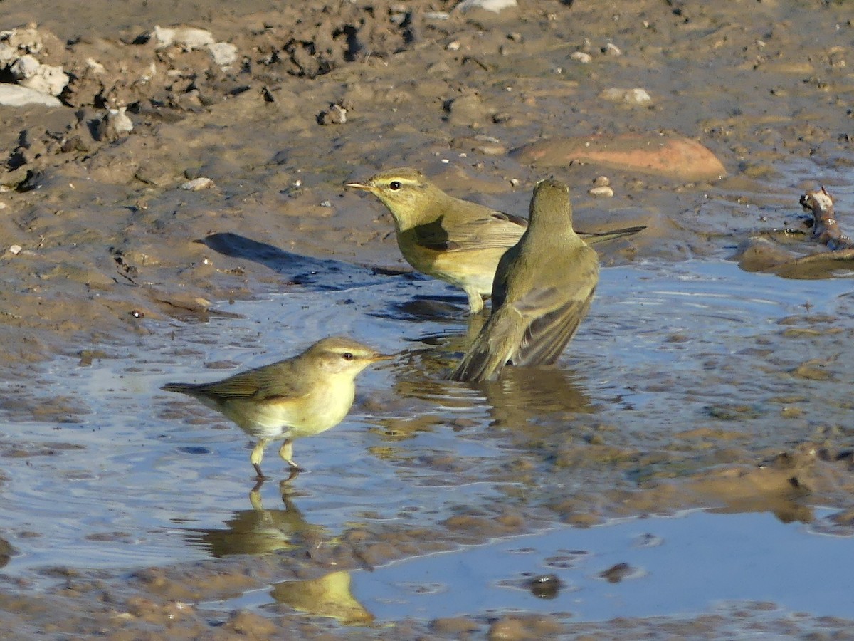 Willow Warbler - ML608799943