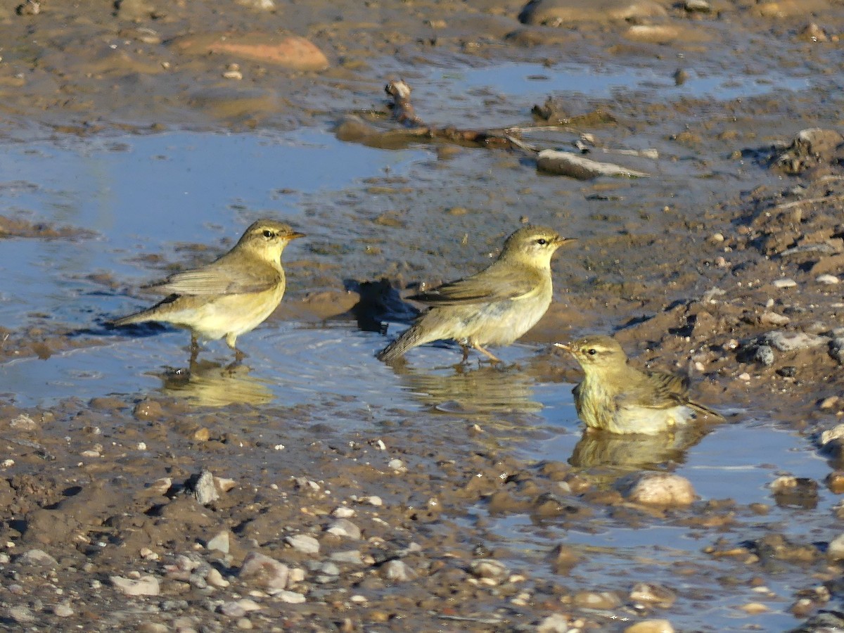 Willow Warbler - ML608799945