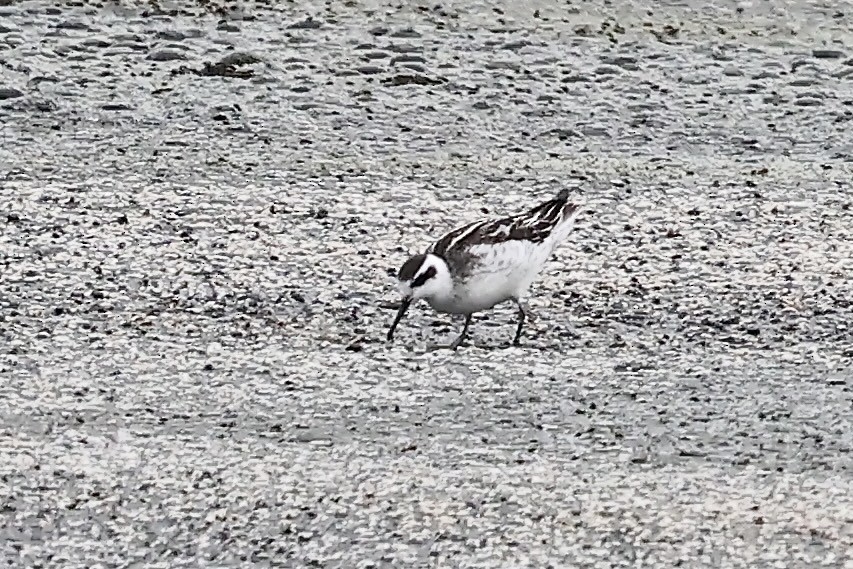 Red-necked Phalarope - Arman Moreno