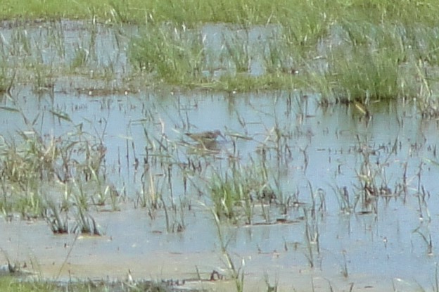 Western Sandpiper - ML608800060