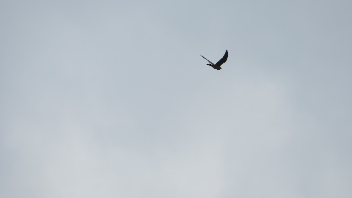 Mississippi Kite - Georgia McDonald