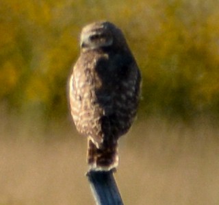 Burrowing Owl - ML608800113