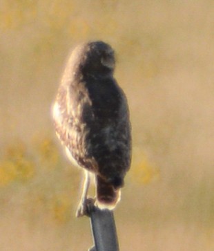 Burrowing Owl - ML608800119