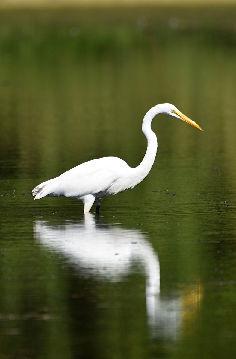 Great Egret - ML608800144