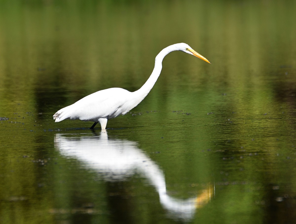 Grande Aigrette - ML608800145